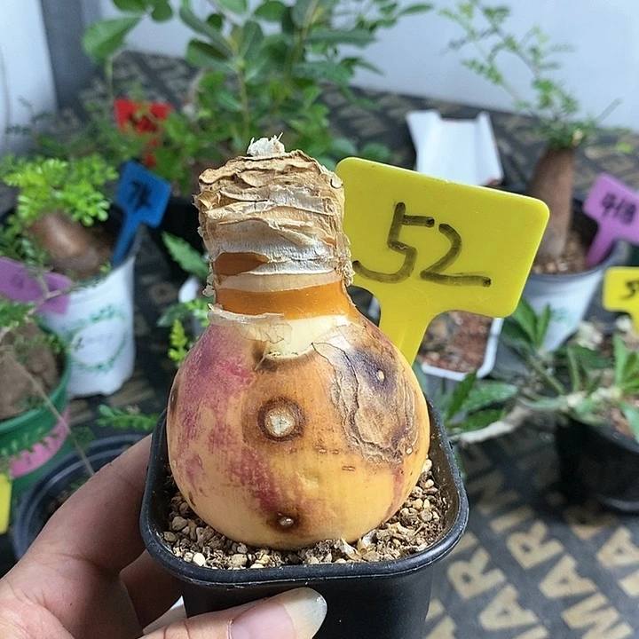 灯台百合多肉植物