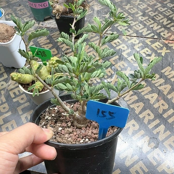 沙漠苏木多肉植物