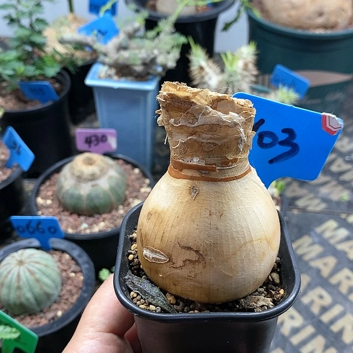 灯台百合多肉植物