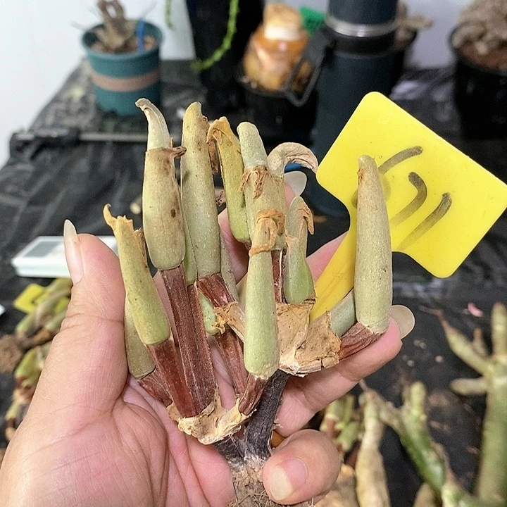 怪奇鸟多肉植物！
