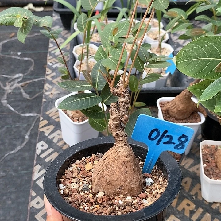 奇异油柑多肉植物