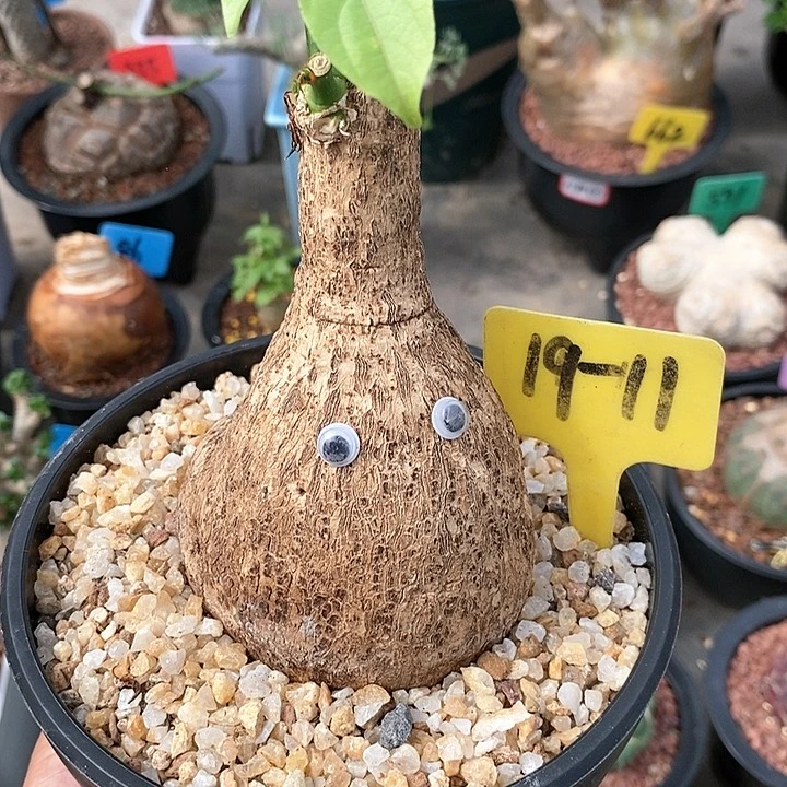 金鱼腺鳗多肉植物