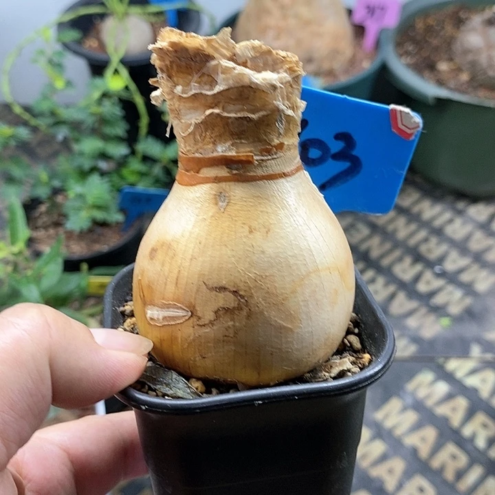 灯台百合多肉植物