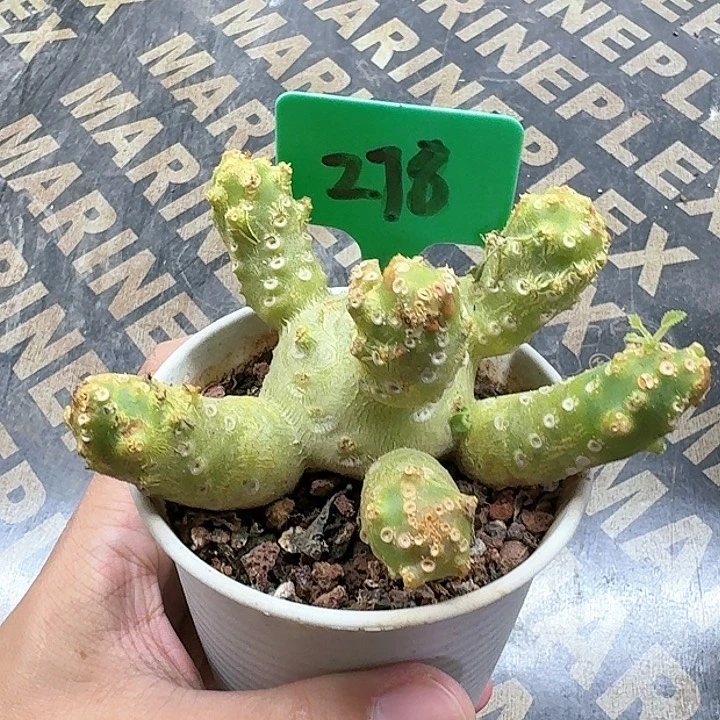 椰子流桑多肉植物