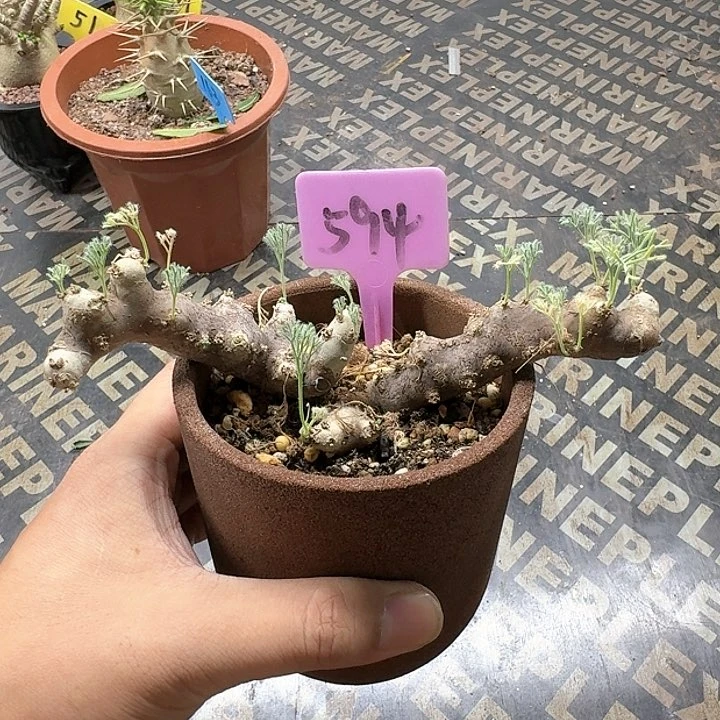 黑皮月界多肉植物