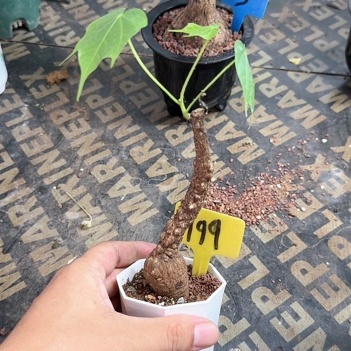 龟甲火桐多肉植物