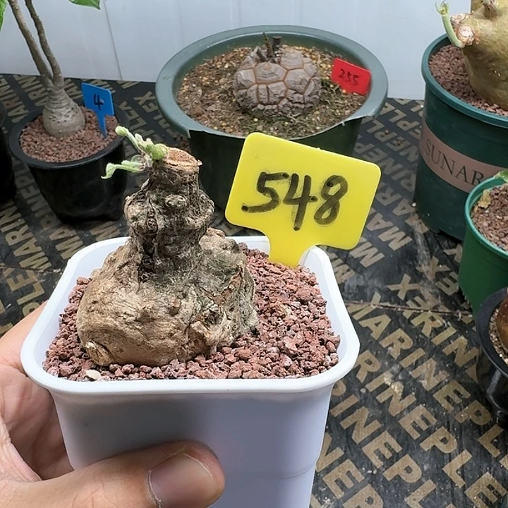 龟甲火桐多肉植物