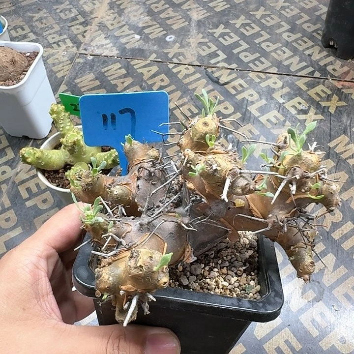 刺烛厚敦菊多肉植物