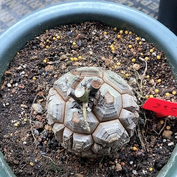 龟甲龙多肉植物！