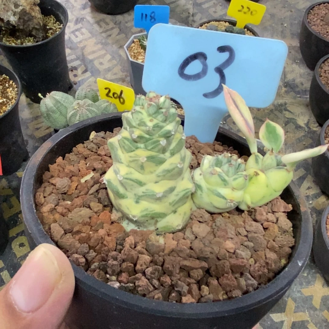 将军阁白锦多肉植物