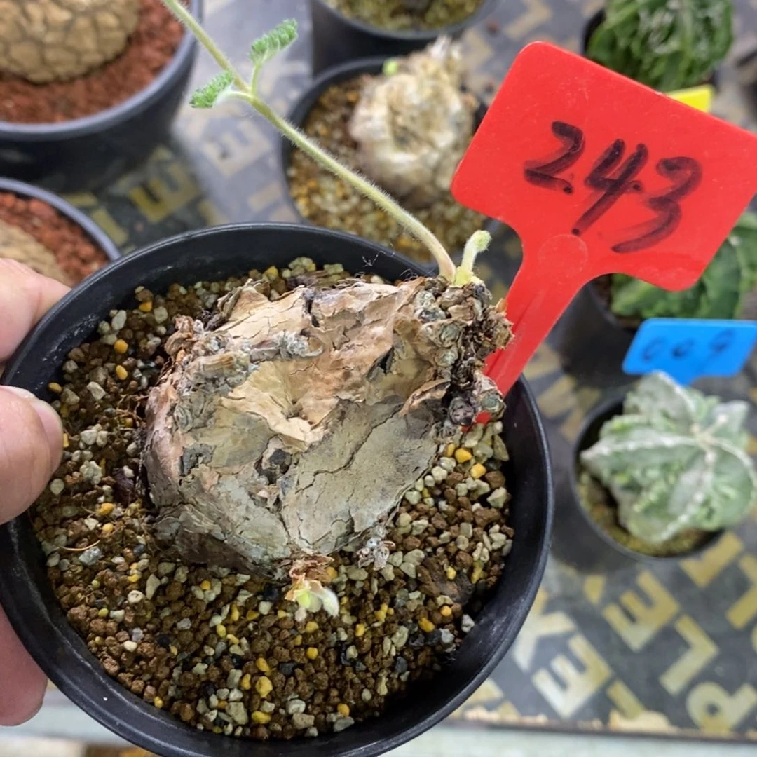 产地枯木杨奎多肉