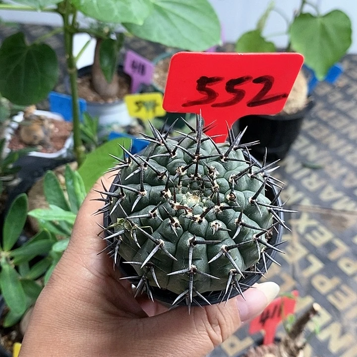 黑刺凤头多肉植物