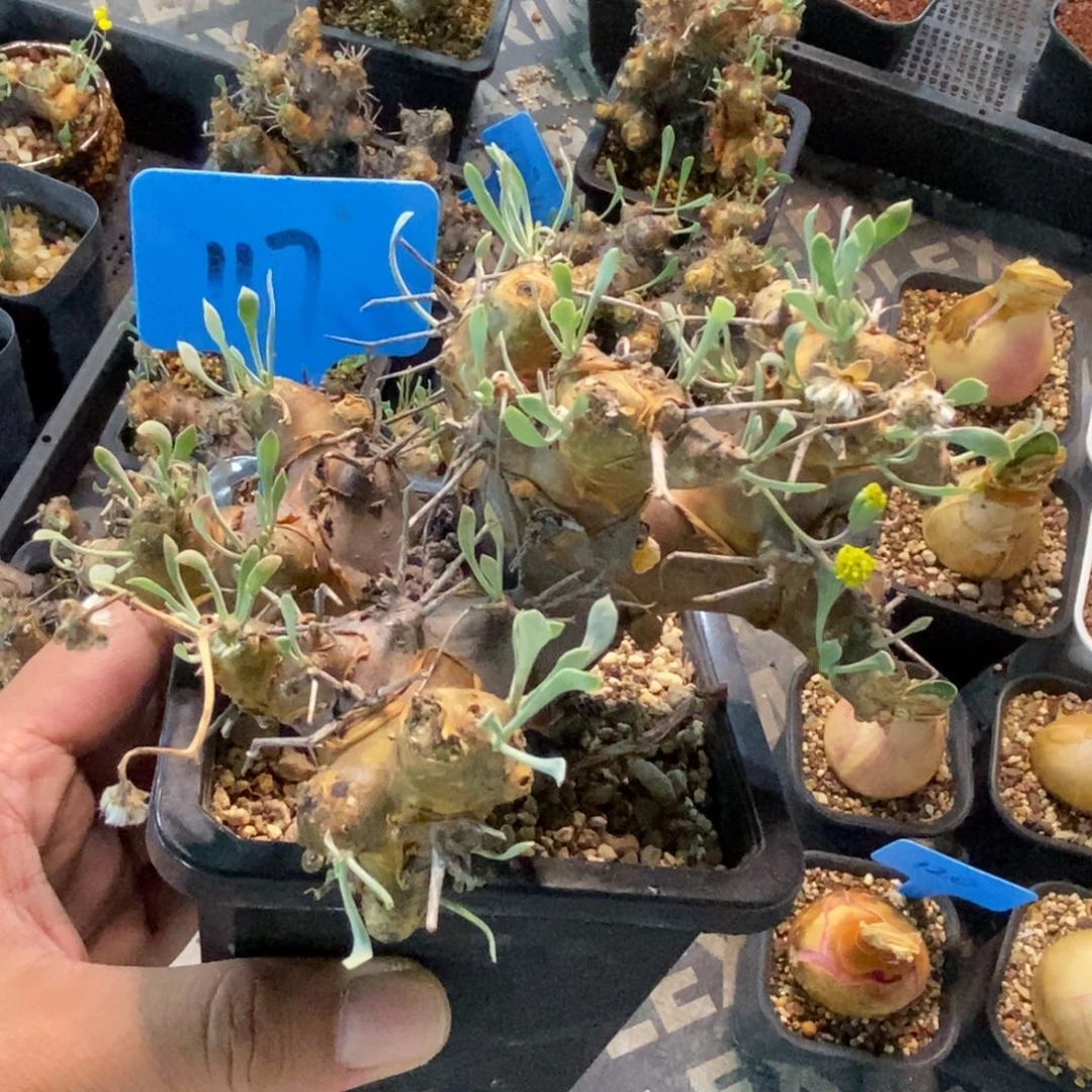 刺烛厚敦菊多肉植物