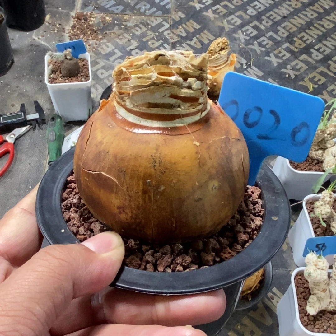 灯台百合多肉植物