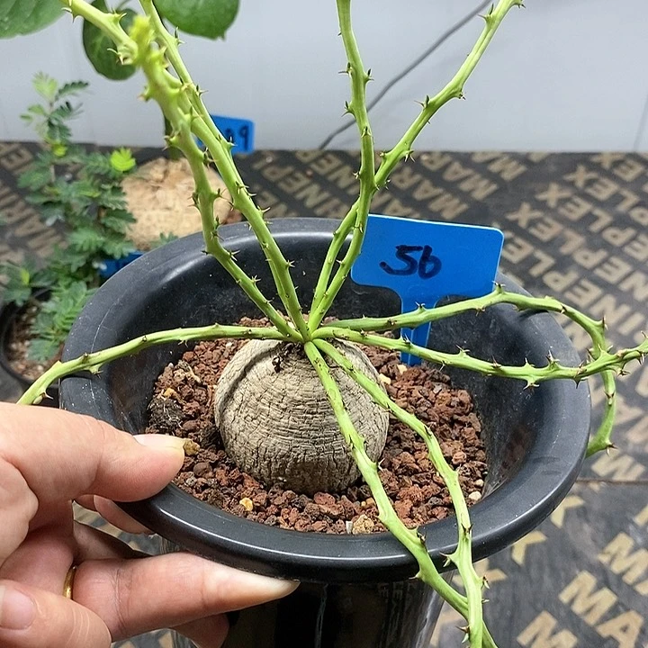 蓬莱岛大戟多肉植物