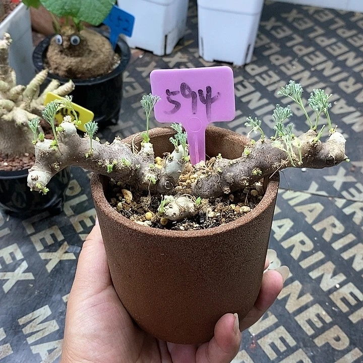 黑皮月界多肉植物