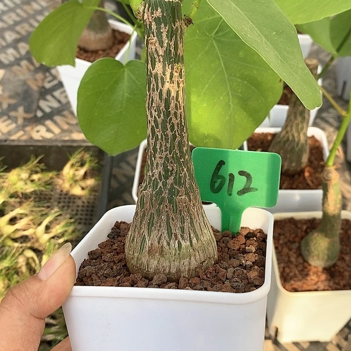 龟甲木棉多肉植物