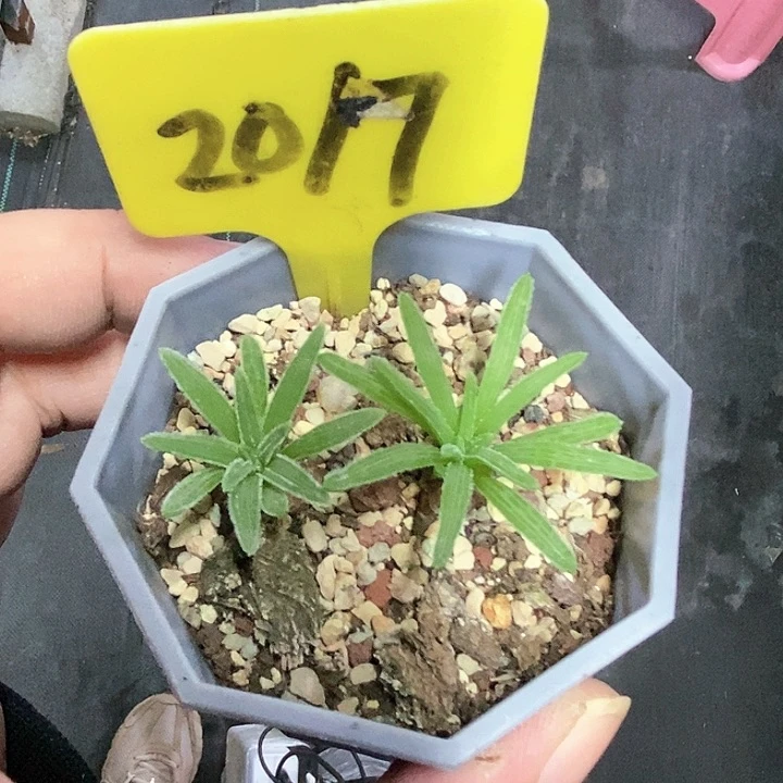 块根寿两颗多肉植物