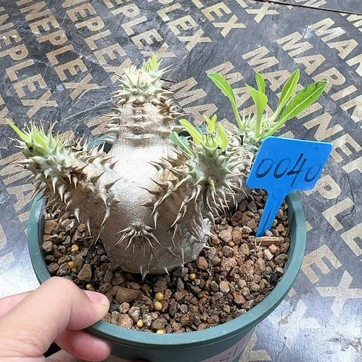 惠比大黑多肉植物