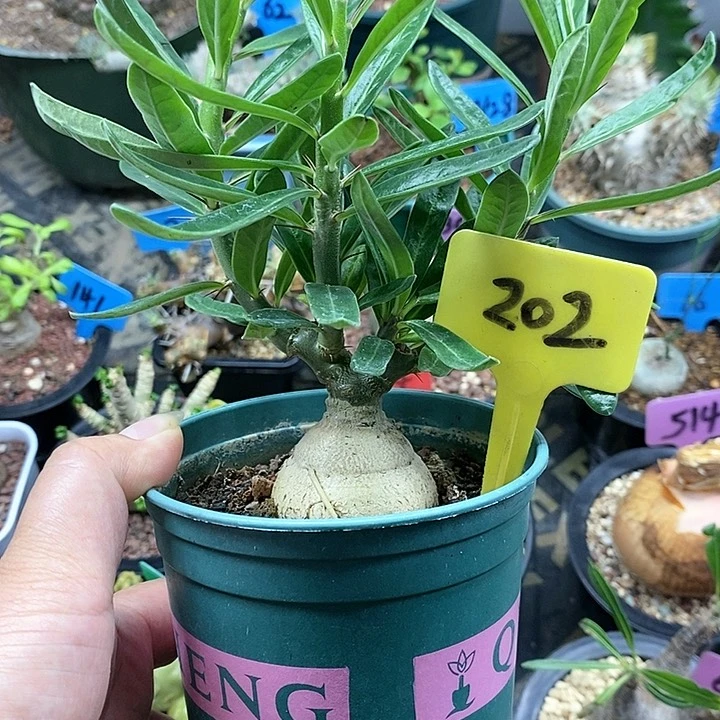 天马空多肉植物！