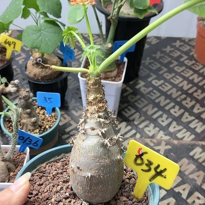 珊瑚油桐多肉植物