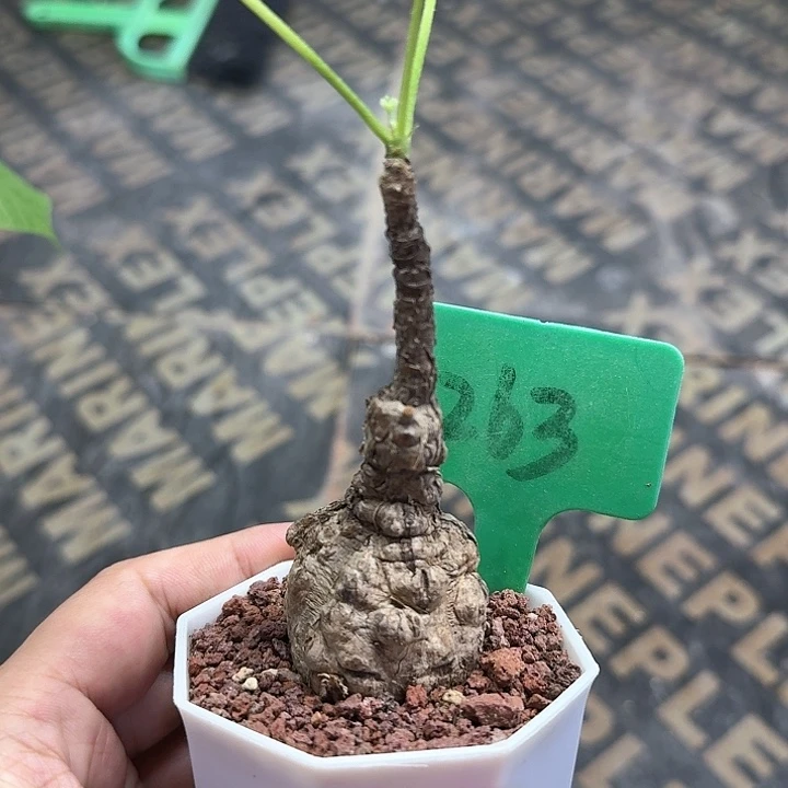 小叶龟甲火桐多肉植物