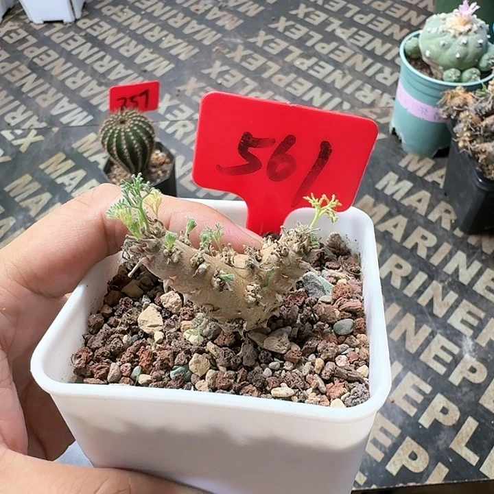 白皮月界多肉植物