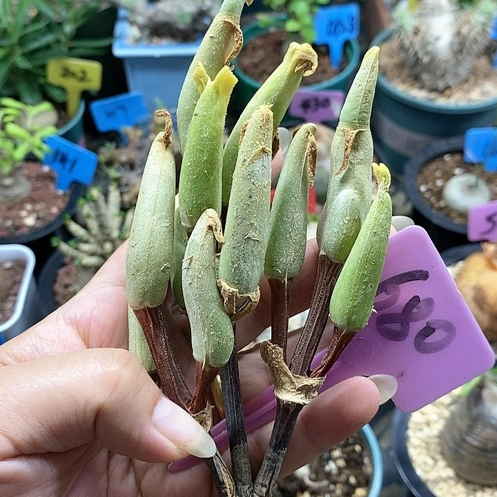 怪奇鸟多肉植物！