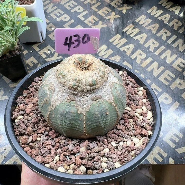布纹球石化多肉植物