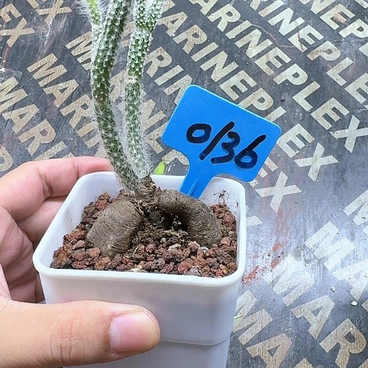 猪毛柱多肉植物一个