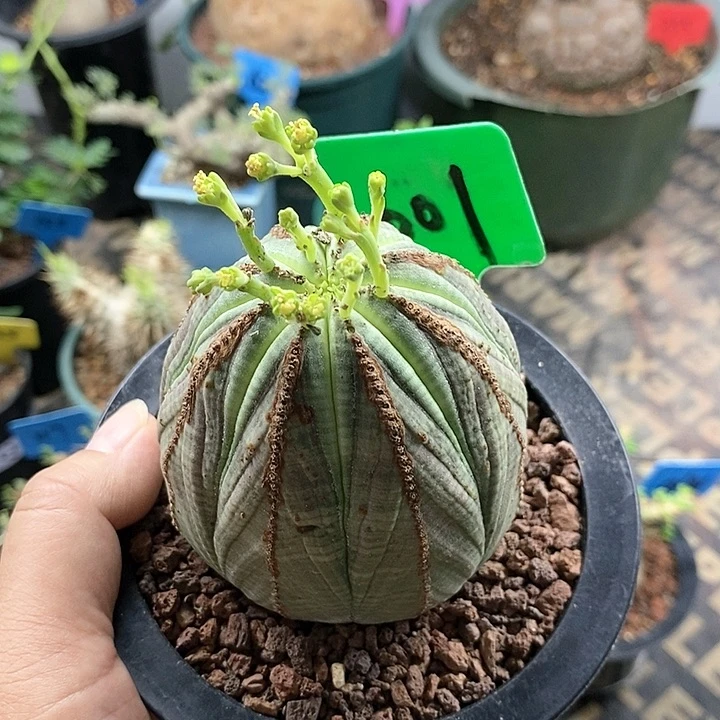 产地实生欧系布纹球