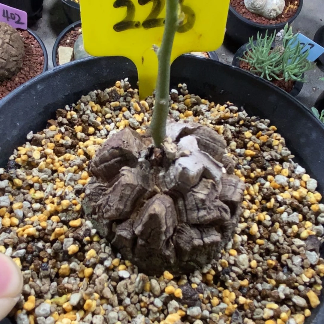 龟甲龙多肉植物一个