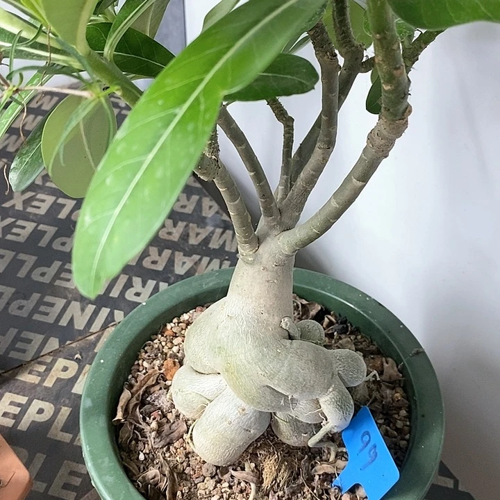 沙漠玫瑰多肉植物