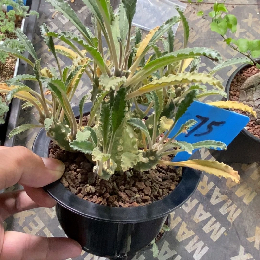 椰子流桑多肉植物