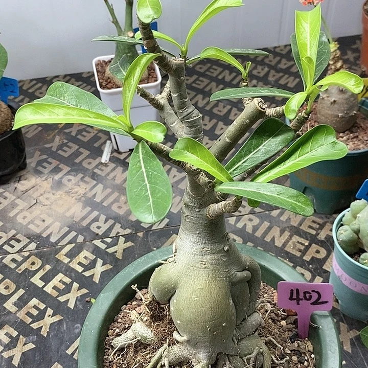 沙漠玫瑰多肉植物