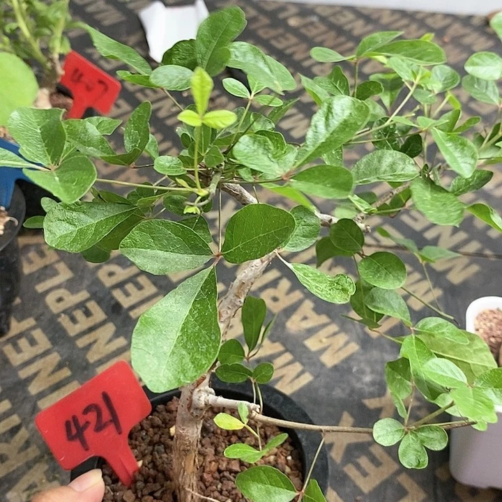 奥比克橄榄多肉植物