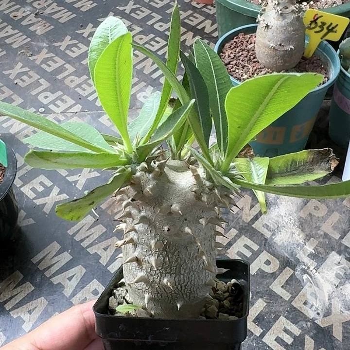 西巴女王多肉植物