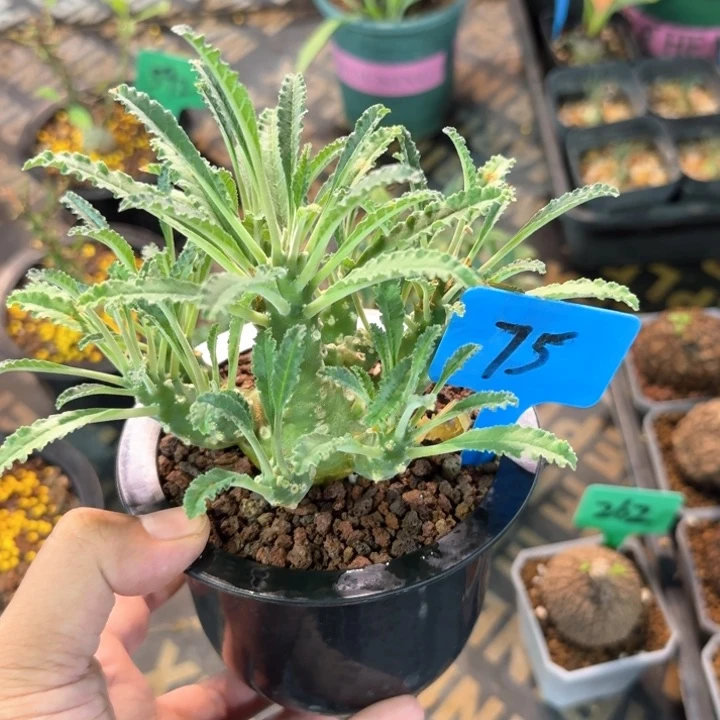 椰子流桑多肉植物