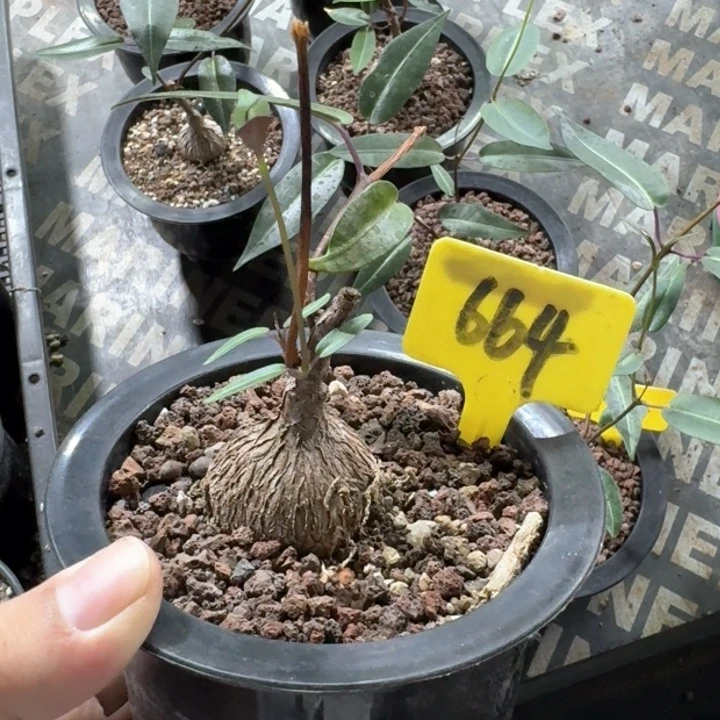 紫背罗摩多肉植物