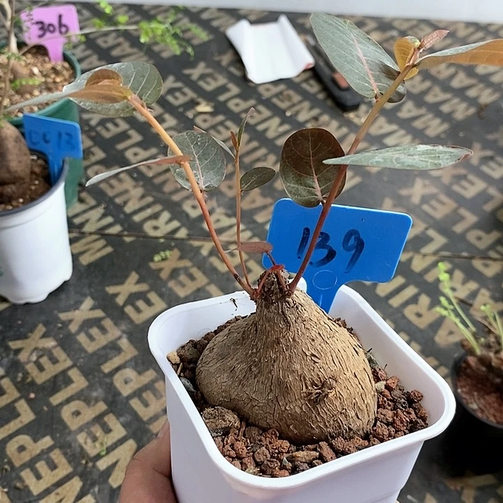 奇异油柑多肉植物