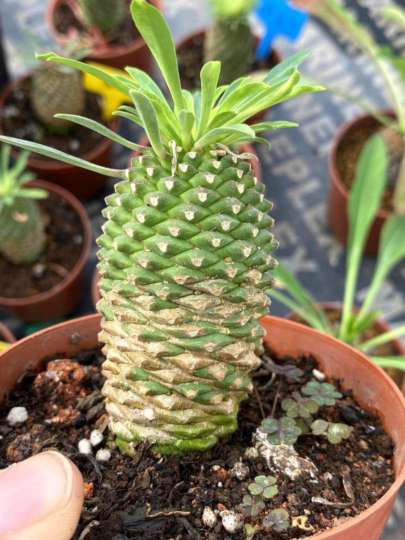 铁甲麒麟块根植物，实生根。择优随机发货