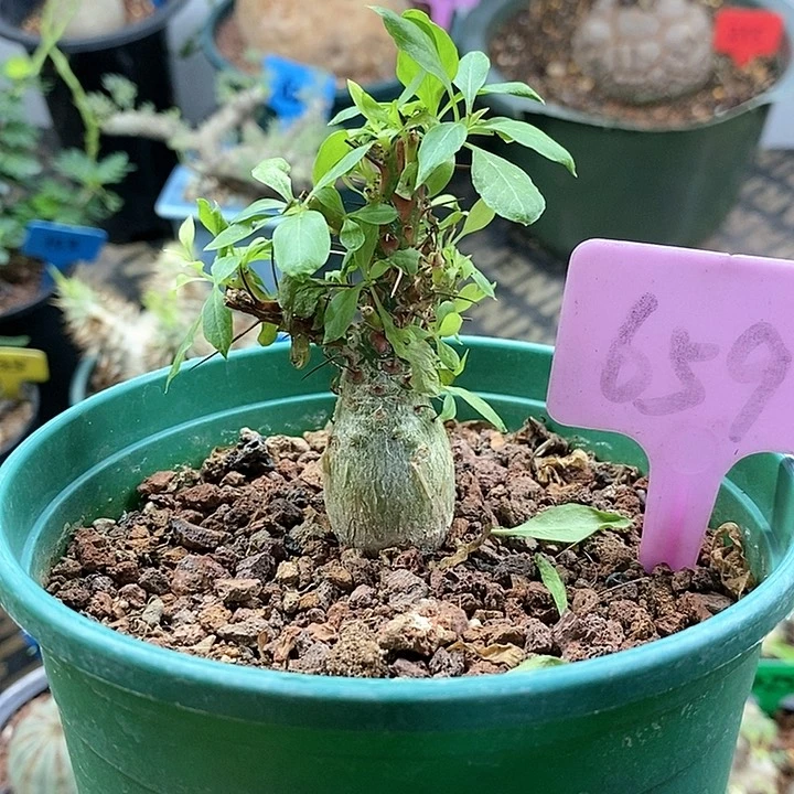 簇生富贵花多肉植物