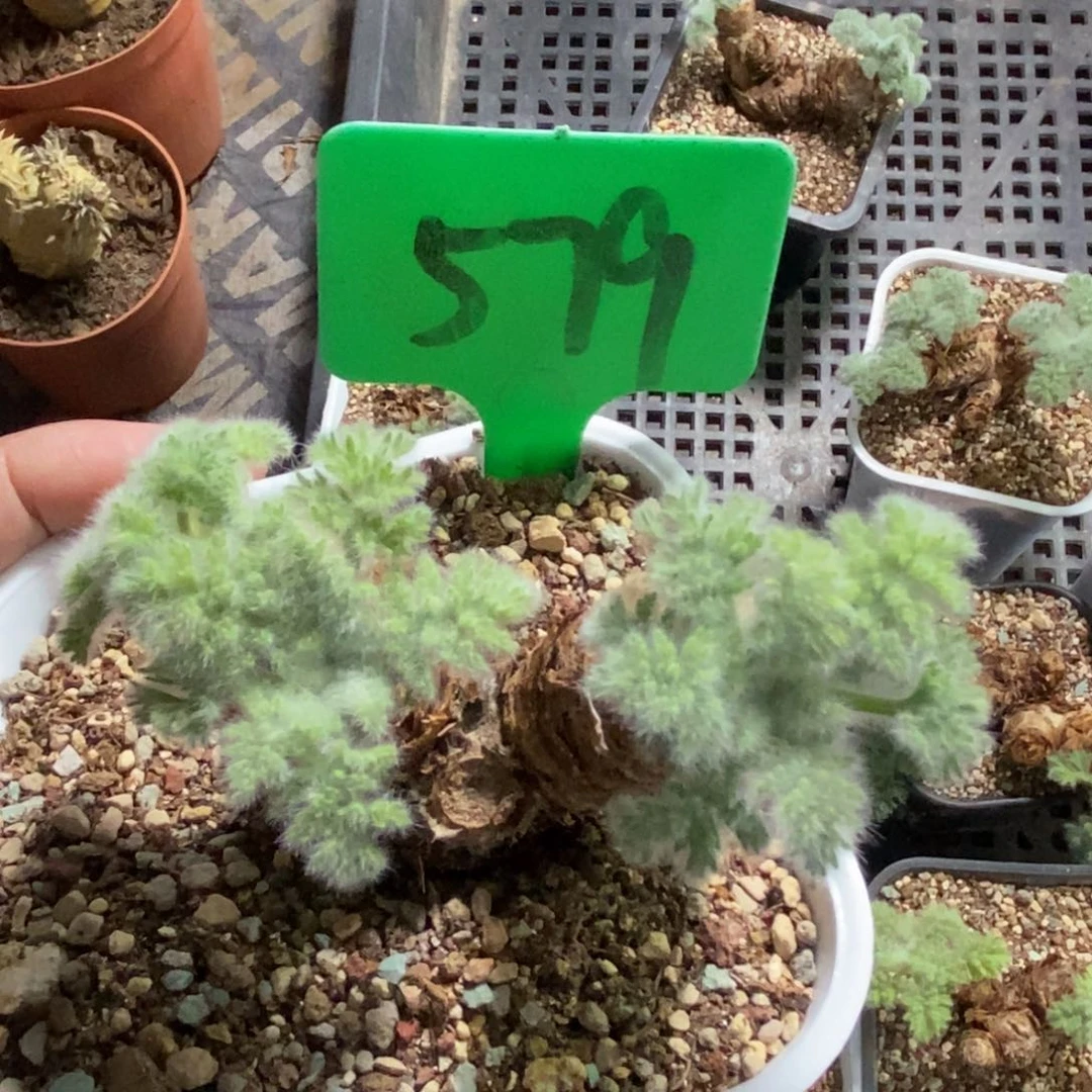 羽叶洋葵多肉植物