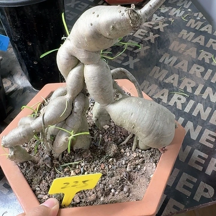 柳叶麒麟多肉植物