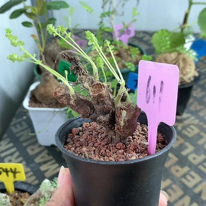 黑珊瑚杨奎多肉植物