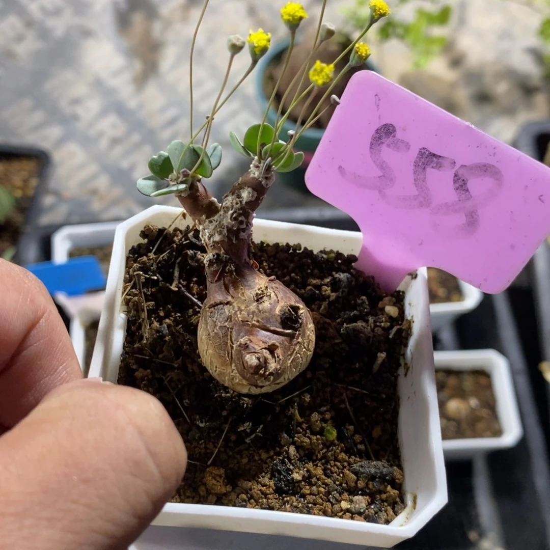 嗯特美后墩菊多肉植物