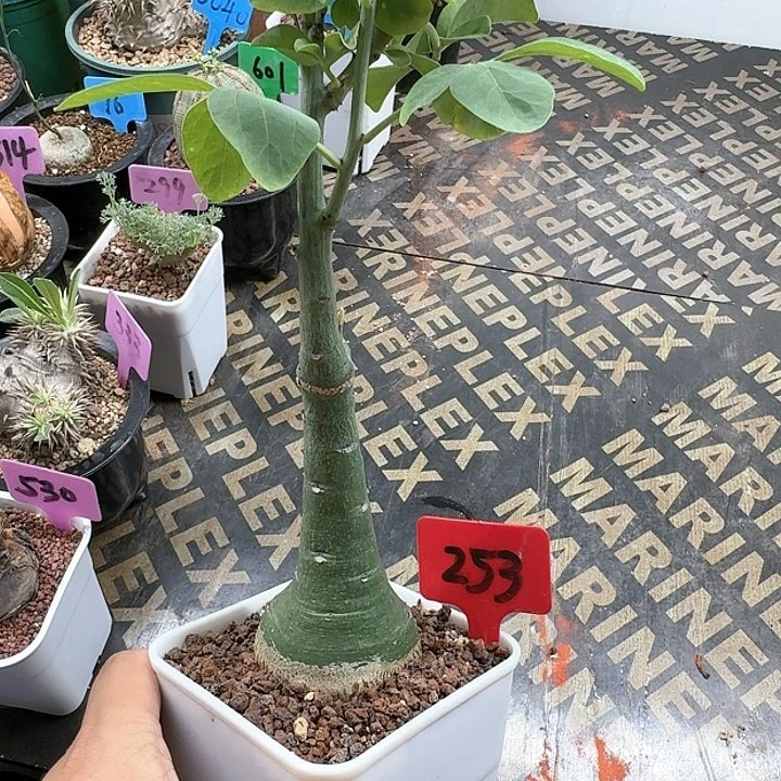 幻蝶蔓多肉植物一个