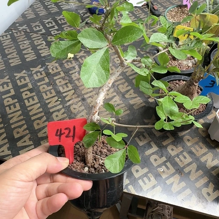 奥比克橄榄多肉植物