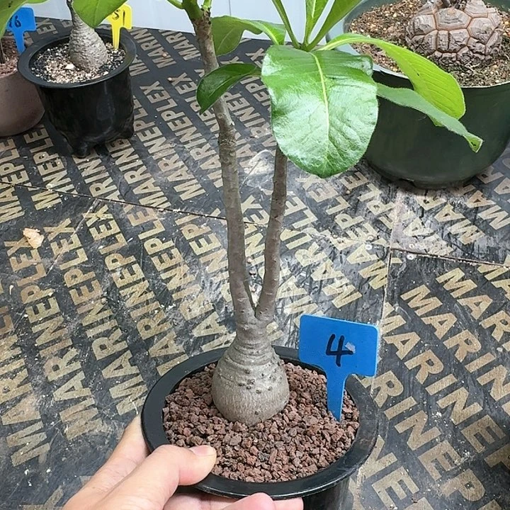 迪士棒槌多肉植物一个