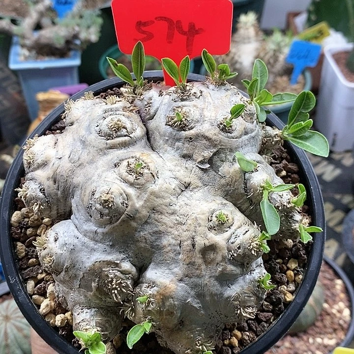 惠比须笑多肉植物